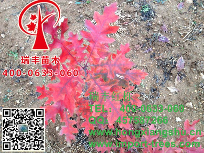 速生红栎 速生红栎