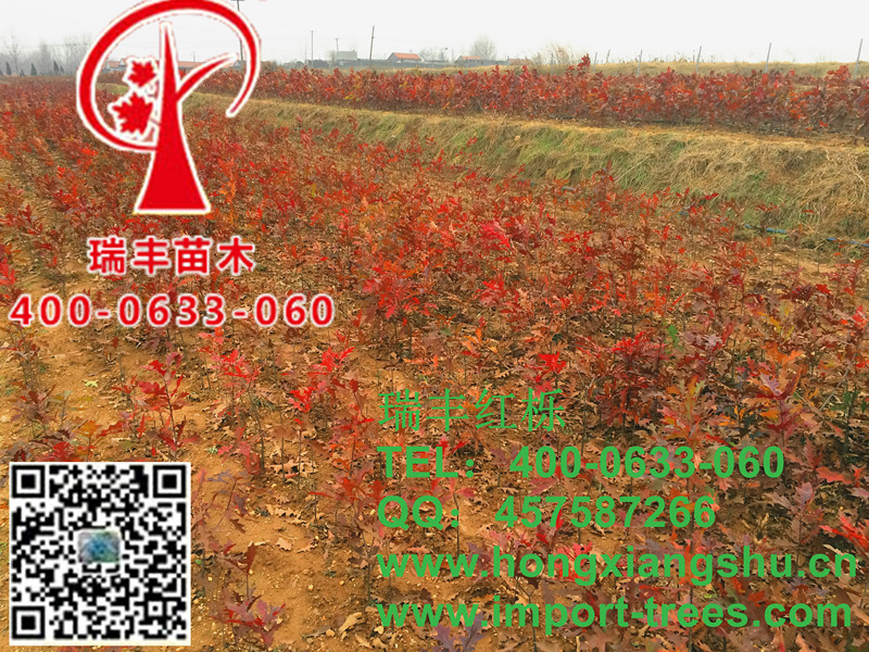 速生红栎图片 速生红栎图片
